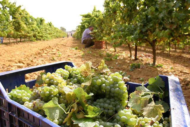 VINOS DE CADIZ